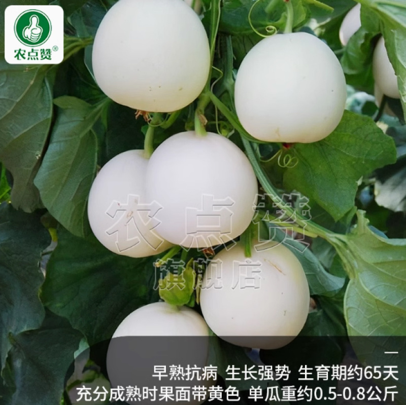 白甜1号-白甜瓜种子白皮早熟抗病香味浓郁肉质细腻