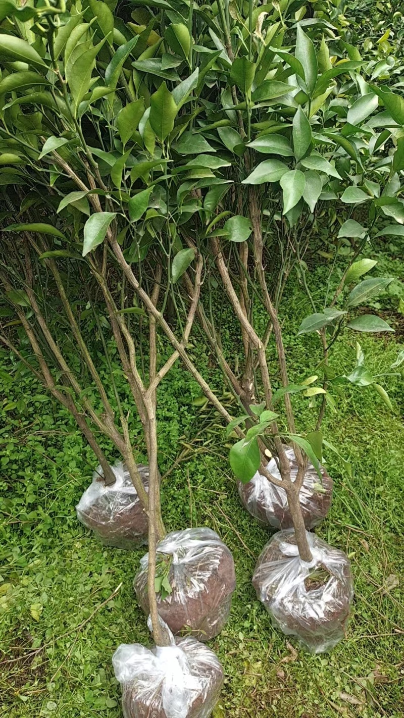 【耙耙柑苗】产地直发量大价优成活率高免费技术指导欢迎咨询