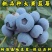 新品种大果蓝莓苗北陆-薄雾-绿宝石品种纯真基地直发
