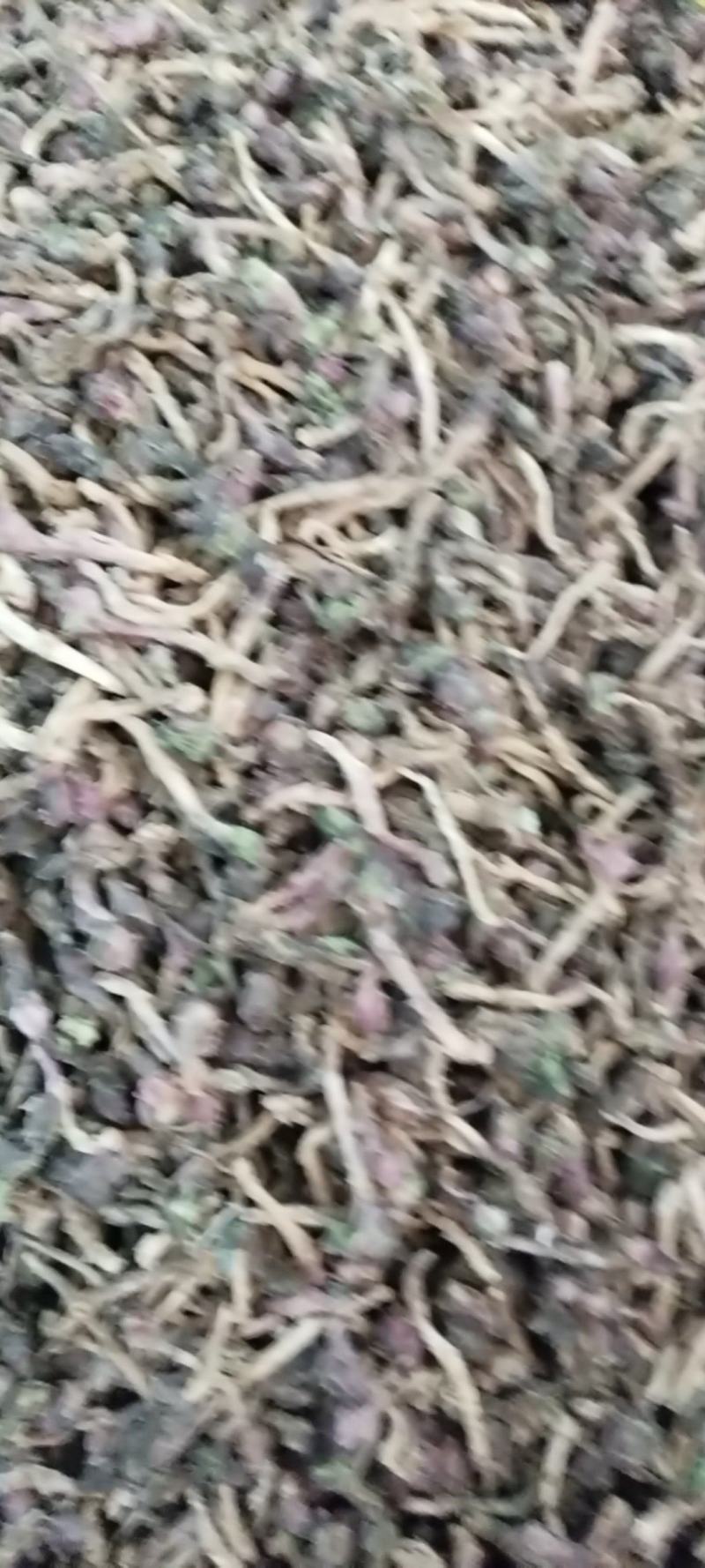 中药材，款冬花