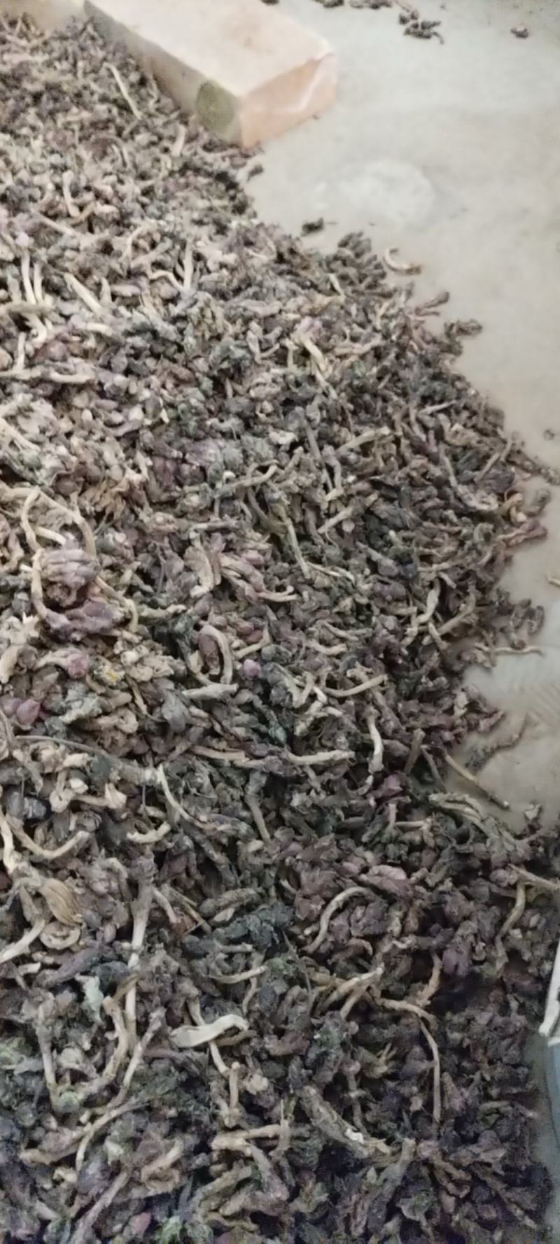 中药材，款冬花