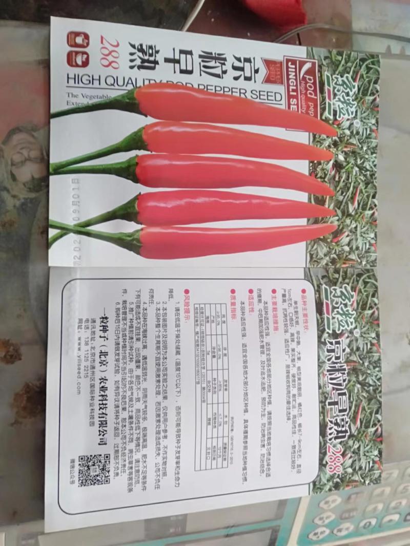 艳红种子天香90朝天椒种子。果大顺直，高产抗病，硬度好。