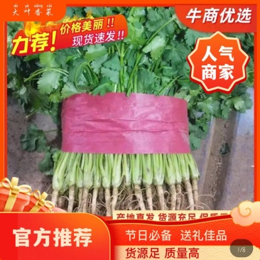 河南安阳大叶香菜物美价廉货源充足价格美丽基地直供量大从优