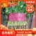 河南安阳大叶香菜物美价廉货源充足价格美丽基地直供量大从优