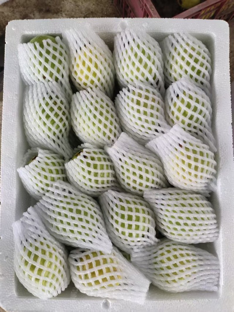 白心通果单个规格150-500克