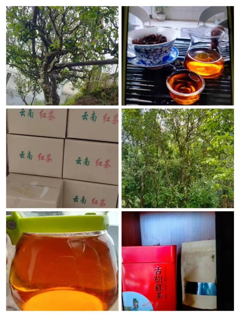 云南古树红茶产地直发口感好价格从优质量保证欢迎选购