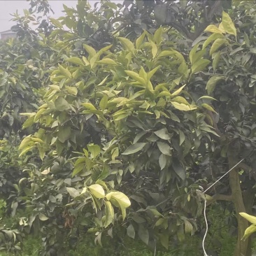 耙耙柑沃柑树