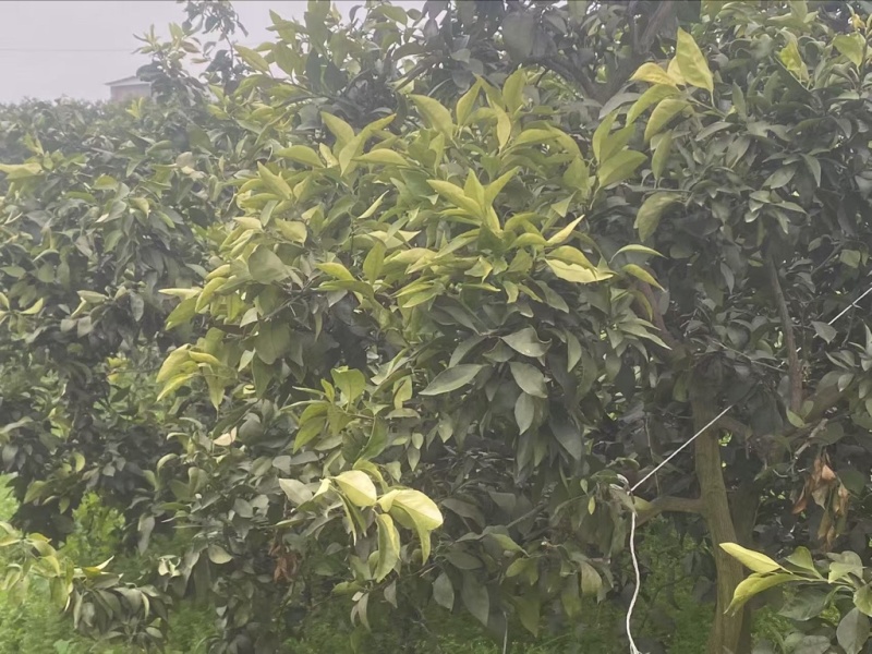 耙耙柑沃柑树