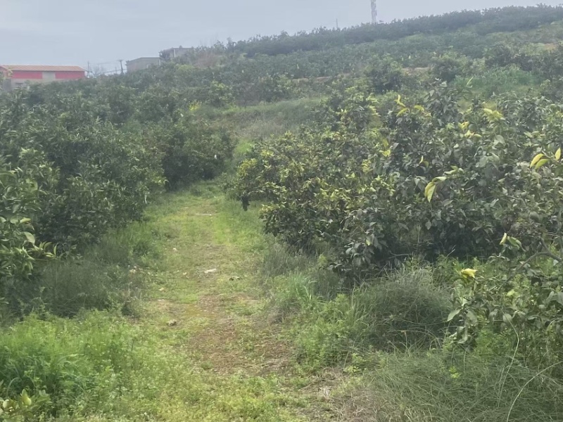 耙耙柑沃柑树