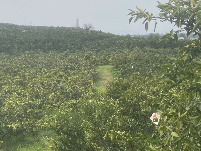 耙耙柑沃柑树