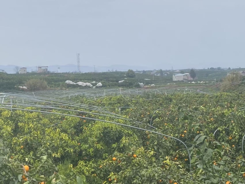 耙耙柑沃柑树