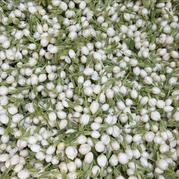 茉莉花蕾，原材料供应本人自家生产经营产品质量优良安全可靠