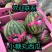 小糖丸西瓜，吊瓜，2K西瓜，小西瓜，现货