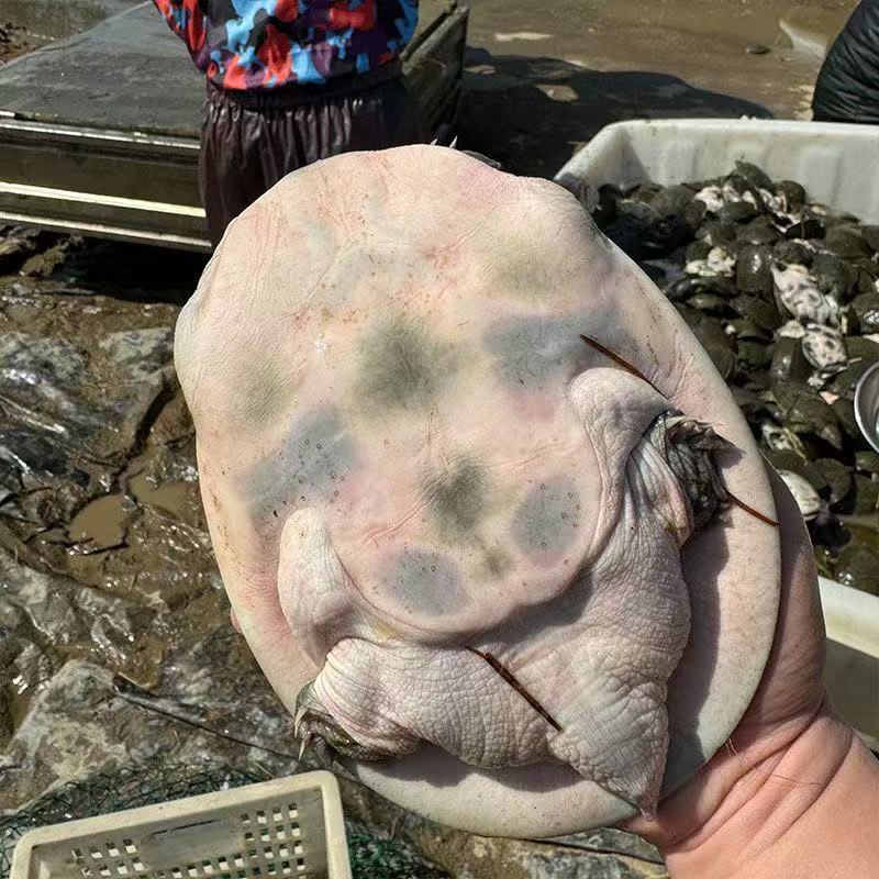 半斤八两外塘冷水甲鱼苗