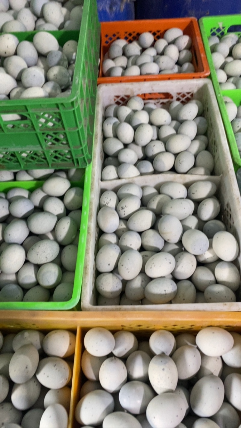 松花蛋大集货，精品，次品，大量批发什么价格都有欢迎来电