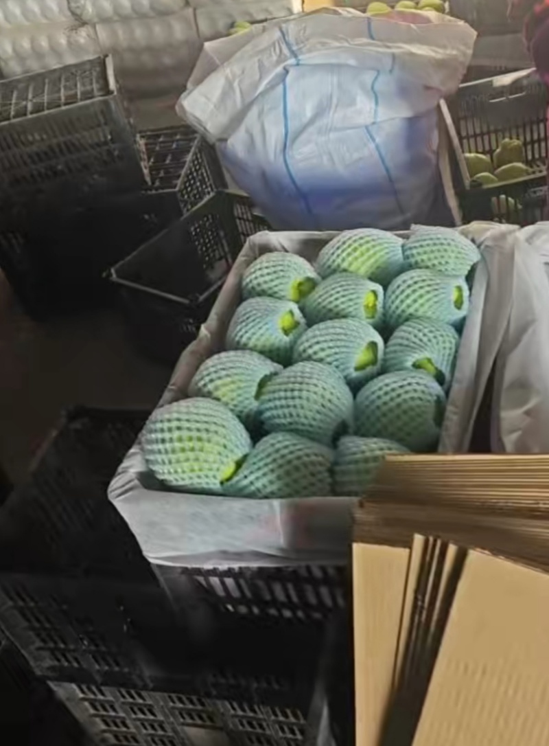 景泰精品早酥梨，口感香甜，皮溥肉厚，光泽亮丽，属优质产品