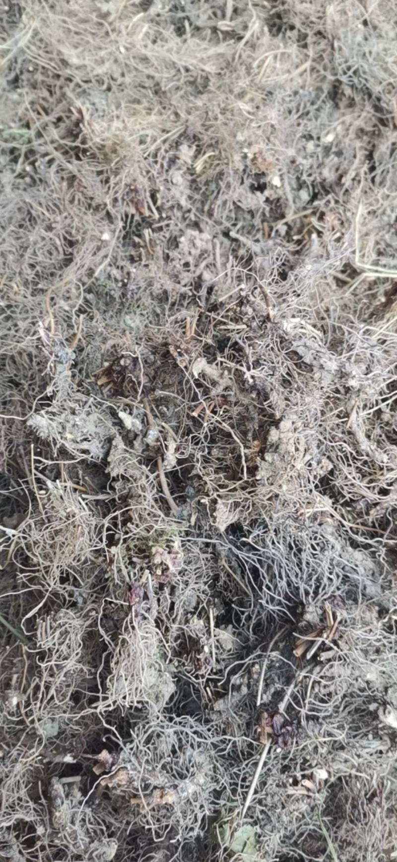 仙灵脾，淫羊藿头，切片，须根少基本无泥沙