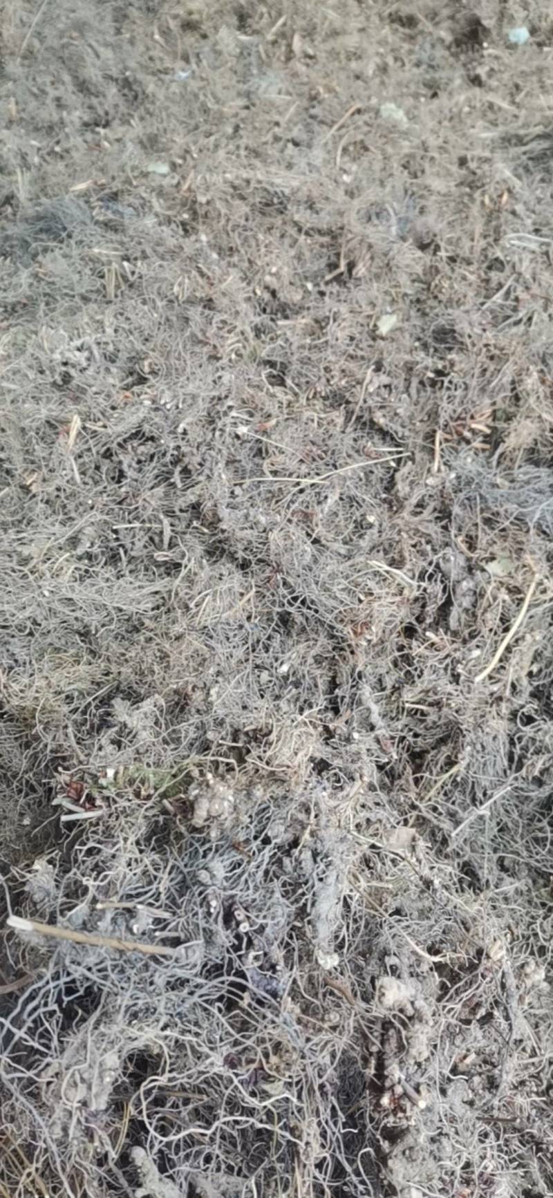 仙灵脾，淫羊藿头，切片，须根少基本无泥沙