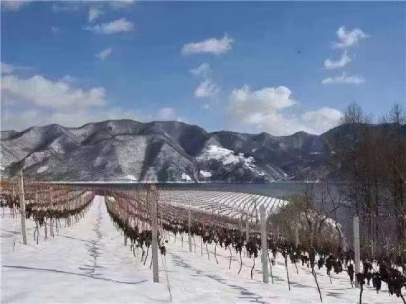 集安味道葡萄酒（方桶）2.5升10度冰葡萄酒