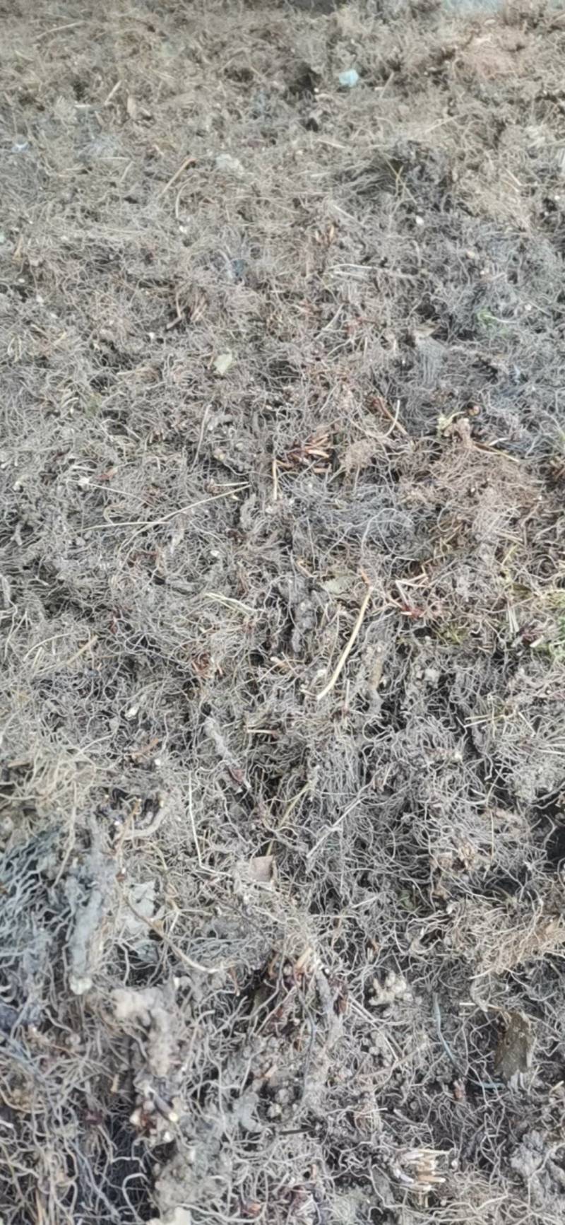 仙灵脾，淫羊藿头，切片，须根少基本无泥沙