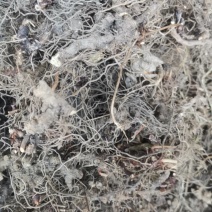 仙灵脾，淫羊藿头，切片，须根少基本无泥沙