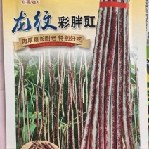 豇豆种子龙纹彩胖豇肉厚粗长耐老化特别好吃春夏秋可种