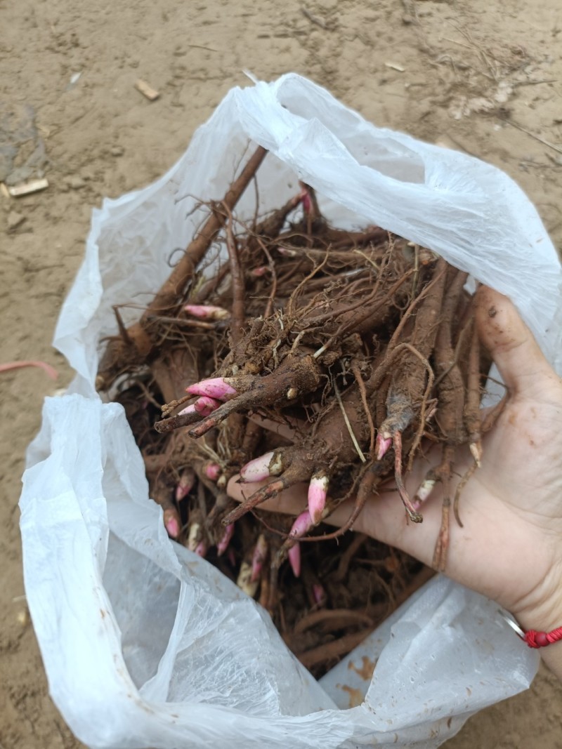 芍药苗0.4起步，一袋500棵四斤左右！关系咨询