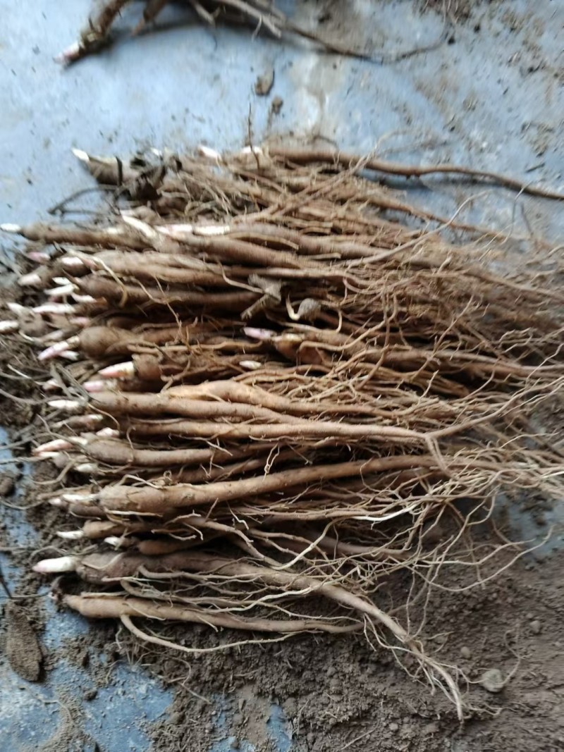 芍药苗0.4起步，一袋500棵四斤左右！关系咨询