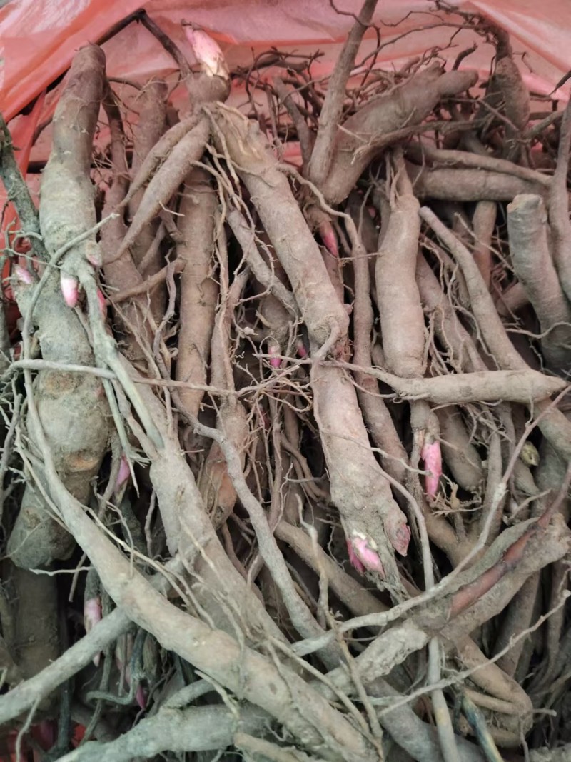 芍药苗0.4起步，一袋500棵四斤左右！关系咨询