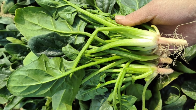新鲜菠菜