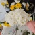 黄白菊清明节**祭奠扫墓批发