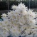 黄白菊清明节**祭奠扫墓批发