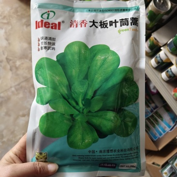 大板叶茼蒿种子耐寒叶大肉厚爽脆味香清甜大叶茼蒿种子四季种