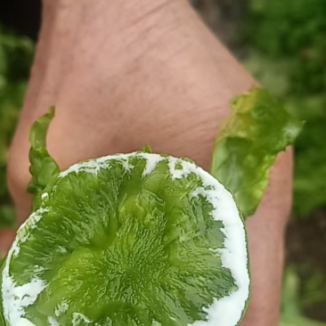 莴笋，新鲜出炉。有需求的老板麻烦给个名片，详谈