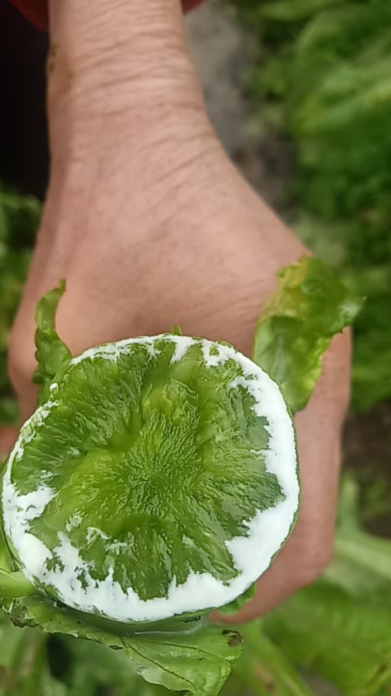 莴笋，新鲜出炉。有需求的老板麻烦给个名片，详谈