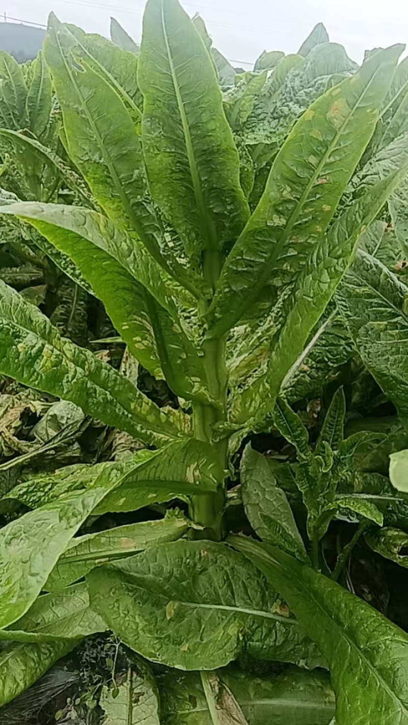 莴笋，新鲜出炉。有需求的老板麻烦给个名片，详谈