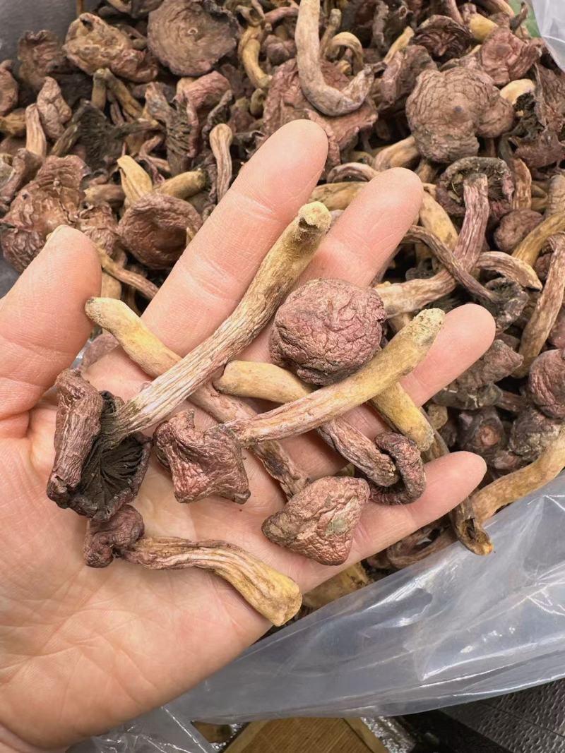 东北山珍红蘑松树伞蘑农自然晾晒干货非野生包邮泡发率高
