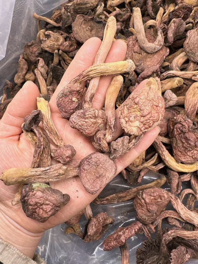 东北山珍红蘑松树伞蘑农自然晾晒干货非野生包邮泡发率高