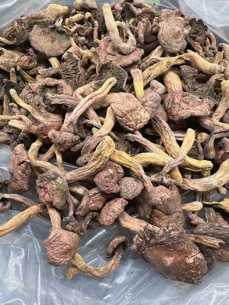 东北山珍红蘑松树伞蘑农自然晾晒干货非野生包邮泡发率高