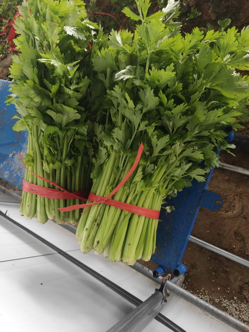 河南新鲜香芹/当季带根香芹/带叶芹菜