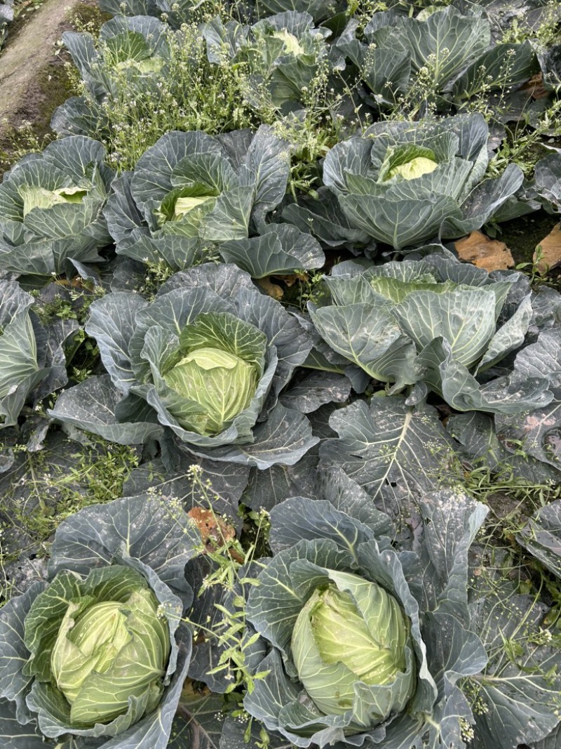 莲花白