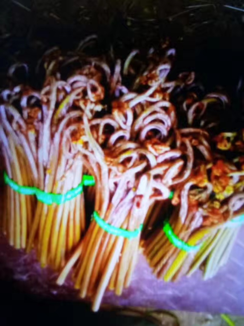 蕨菜
