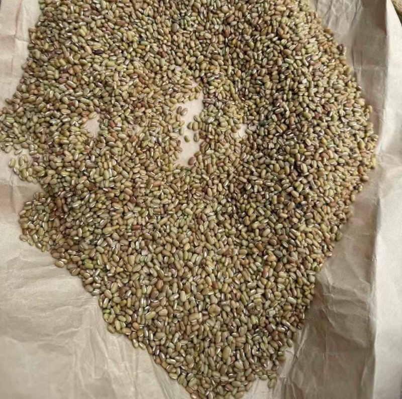 竹豆绿竹豆进口2025年产