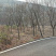 【热卖推荐】朴树苗日本厚朴树苗量大质优价格优惠一手货源