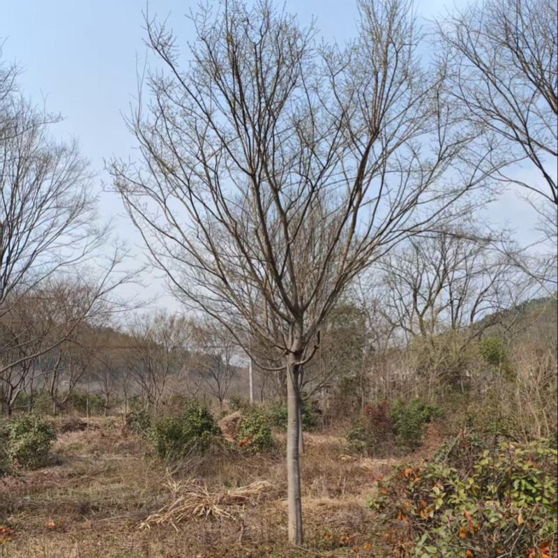 【热卖推荐】朴树苗日本厚朴树苗量大质优价格优惠一手货源