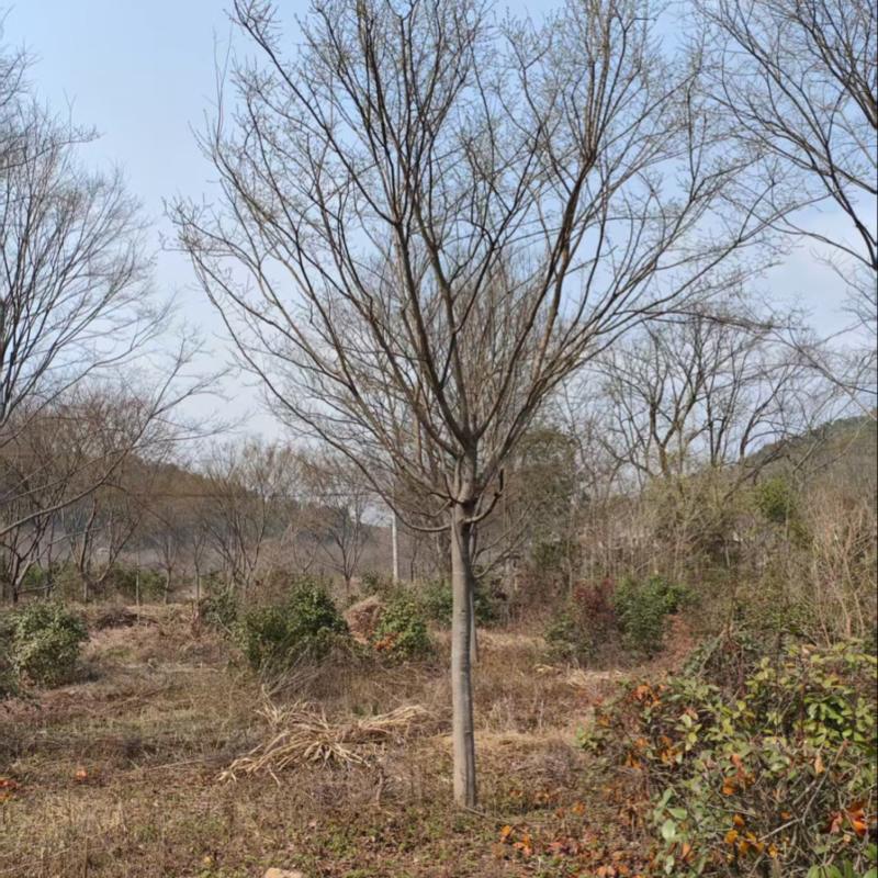 【实力】朴树苗日本厚朴树苗基地直销量大质优价格优惠