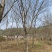 【实力】朴树苗日本厚朴树苗基地直销量大质优价格优惠