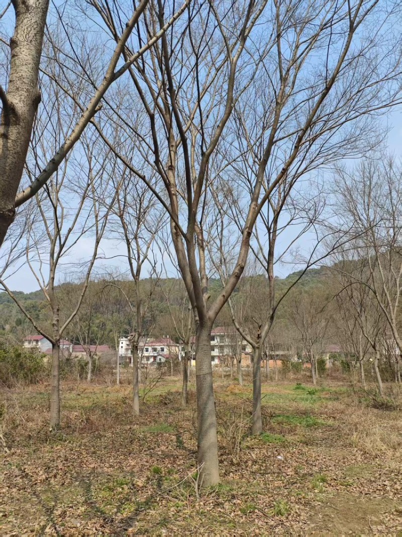 【实力】朴树苗日本厚朴树苗基地直销量大质优价格优惠