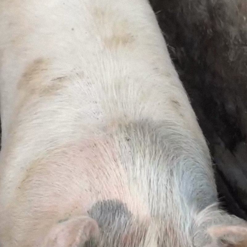 精品农家散养土猪。细而不腻，肥而相美。