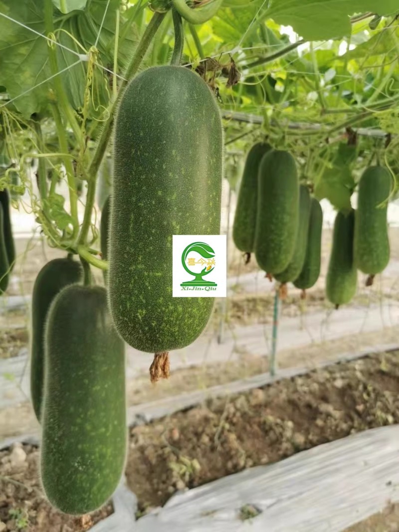 【双肩节甜节瓜】短筒型绿皮绿肉早熟抗病性好商品率高